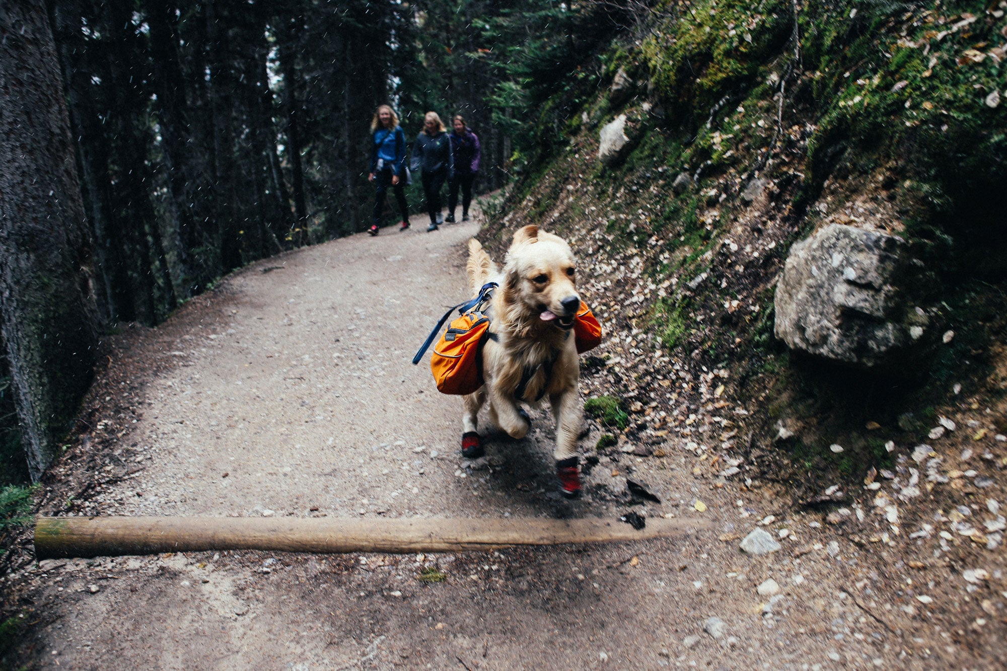 Dog running on trail